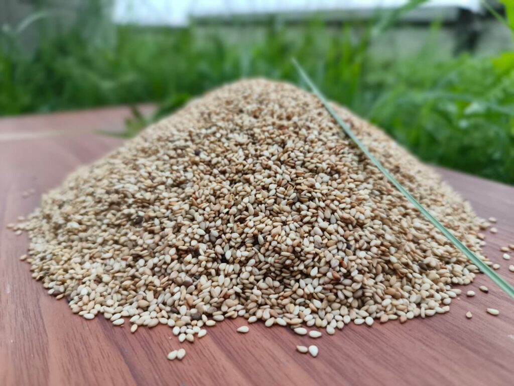 Sesame, Sesame oil, Black sesame, Roasted sesame, Sesame seed, Sesame seeds, Sesame seeds benefits, Black sesame seeds, Sesame seed oil, Sesame benefits, sesame seeds white, sesame supplier, sesame oil benefits, sesame seed supplier, sesame seed exporter, hulled sesame seeds, bulk sesame seeds, natural sesame seeds, sesame seed exporter, Nigeria sesame export,
