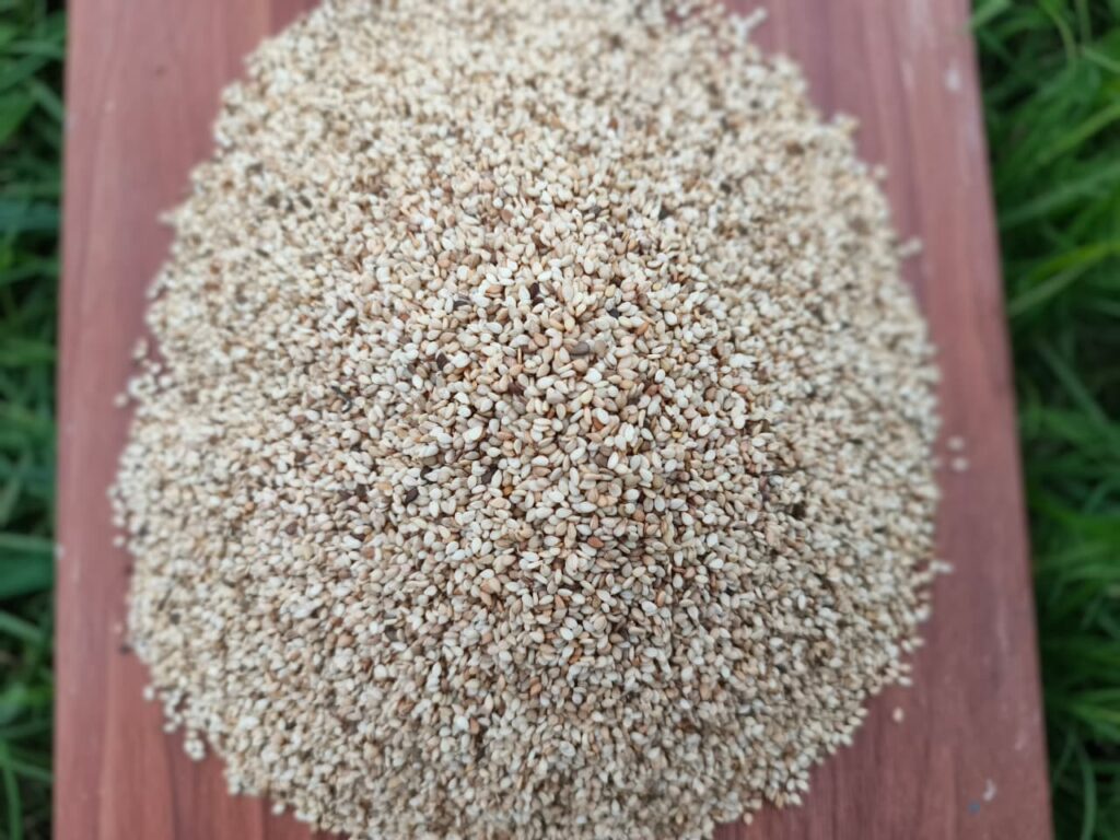 Sesame, Sesame oil, Black sesame, Roasted sesame, Sesame seed, Sesame seeds, Sesame seeds benefits, Black sesame seeds, Sesame seed oil, Sesame benefits, sesame seeds white, sesame supplier, sesame oil benefits, sesame seed supplier, sesame seed exporter, hulled sesame seeds, bulk sesame seeds, natural sesame seeds, sesame seed exporter, Nigeria sesame export,